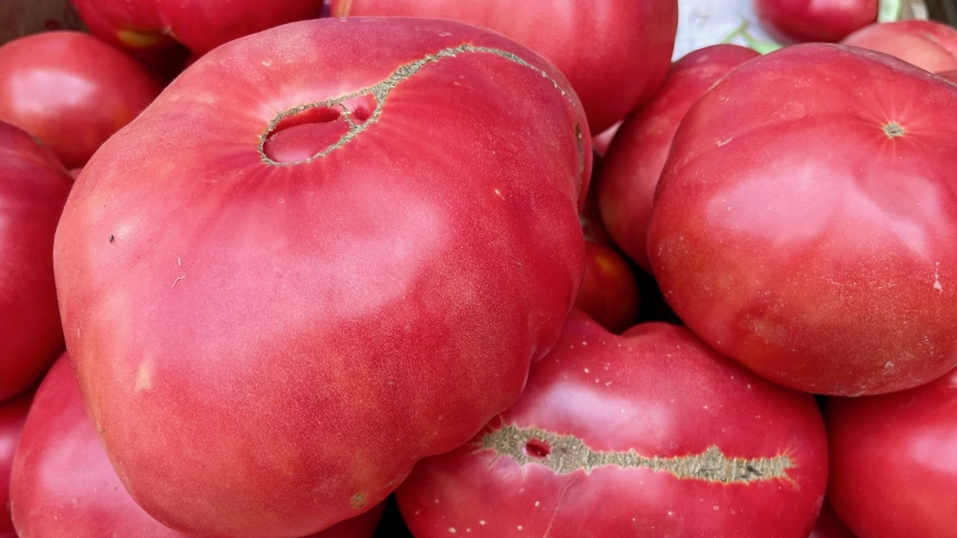 Направете това и реколтата на доматите ще е двойно по-богата