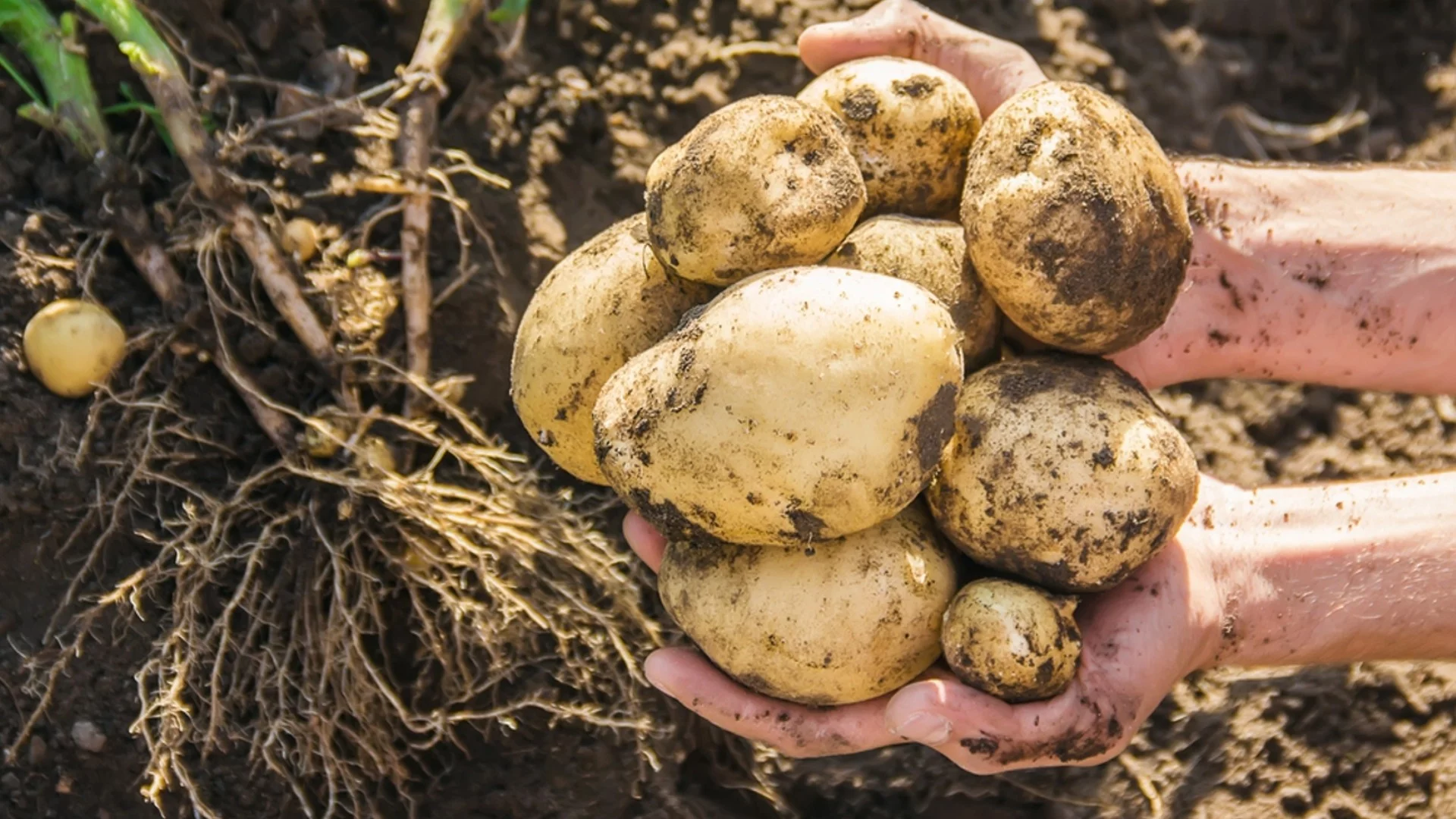 С какво е добре да се пръскат картофите след дъжд?