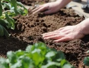 6 растения, които всеки градинар трябва да засади - отблъскват плевели и вредители