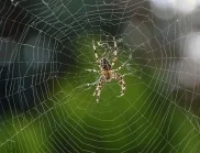 Кои са най-опасните ухапвания от паяк?