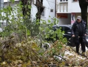 За 30 минути: Буря изкорени дървета в Хасково