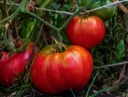 Напитката, с която доматите ще растат по-едри и вкусни 