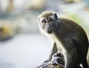 Маймуна открадна телефона на турист в Бали, за да си прави селфита (ВИДЕО)