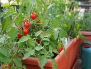 „Потупване” на домати: Какво представлява и какъв ефект има