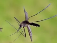 Как да се отървем от комарите в градината: 9 естествени начина да ги накарате да изчезнат