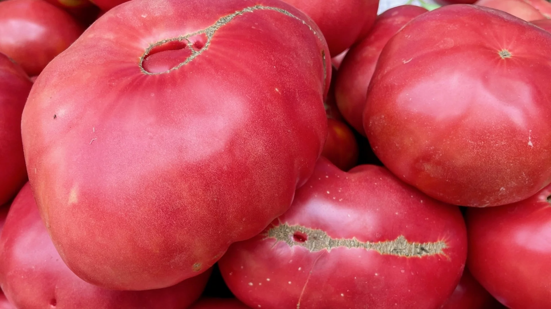 Кои са най-полезните домати?