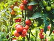 Торене на доматите по време на цъфтежа - ето как се прави