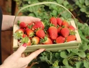 Торене на ягодите през юни - защо е важно да се прави