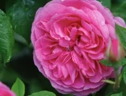 Розите ще цъфтят цяло лято - ето какво трябва да направи всеки градинар