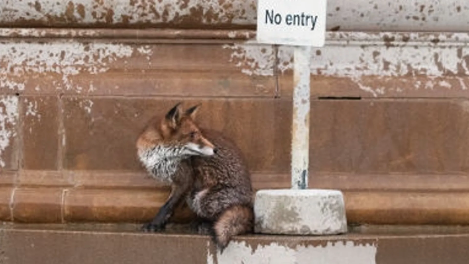 Битка между плъх и лисица спря движението в Лондон (ВИДЕО)