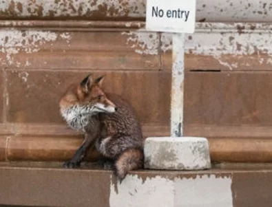 Битка между плъх и лисица спря движението в Лондон (ВИДЕО)