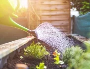 Правилно поливане на градината през летните жеги