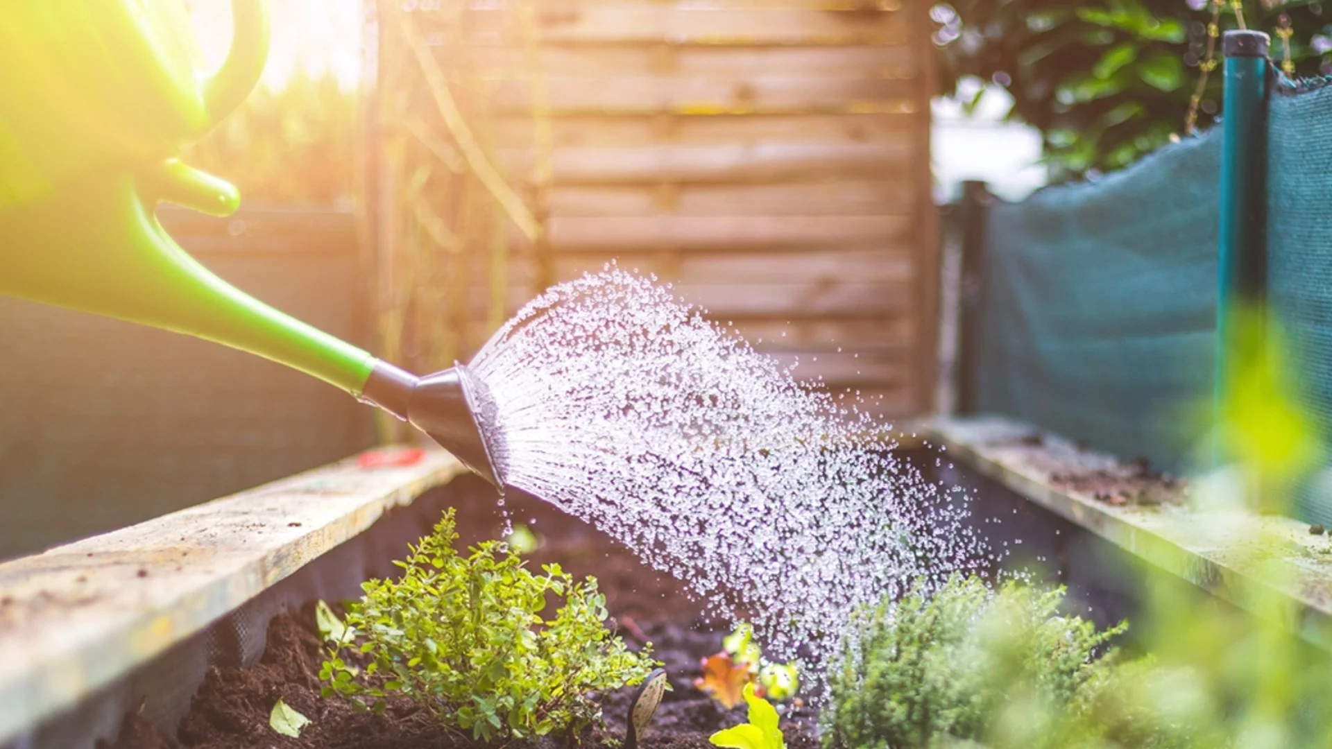 Правилно поливане на градината през летните жеги