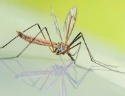 4 признака, че сте ухапани от заразен комар