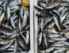 Световното производство на риба и аквакултури достигна нов рекорд