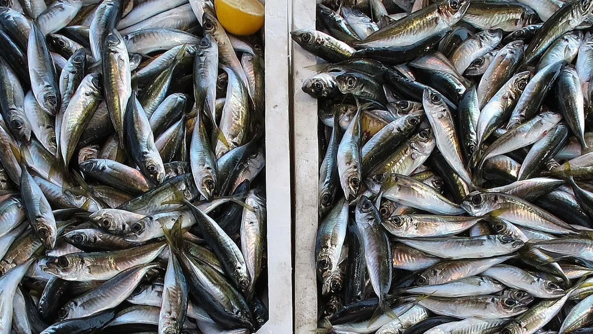 Световното производство на риба и аквакултури достигна нов рекорд