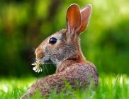 Защо ирландците са смятали зайците за рожба на злото?