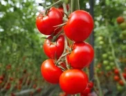 Трикове от градинарите за успешна реколта от домати