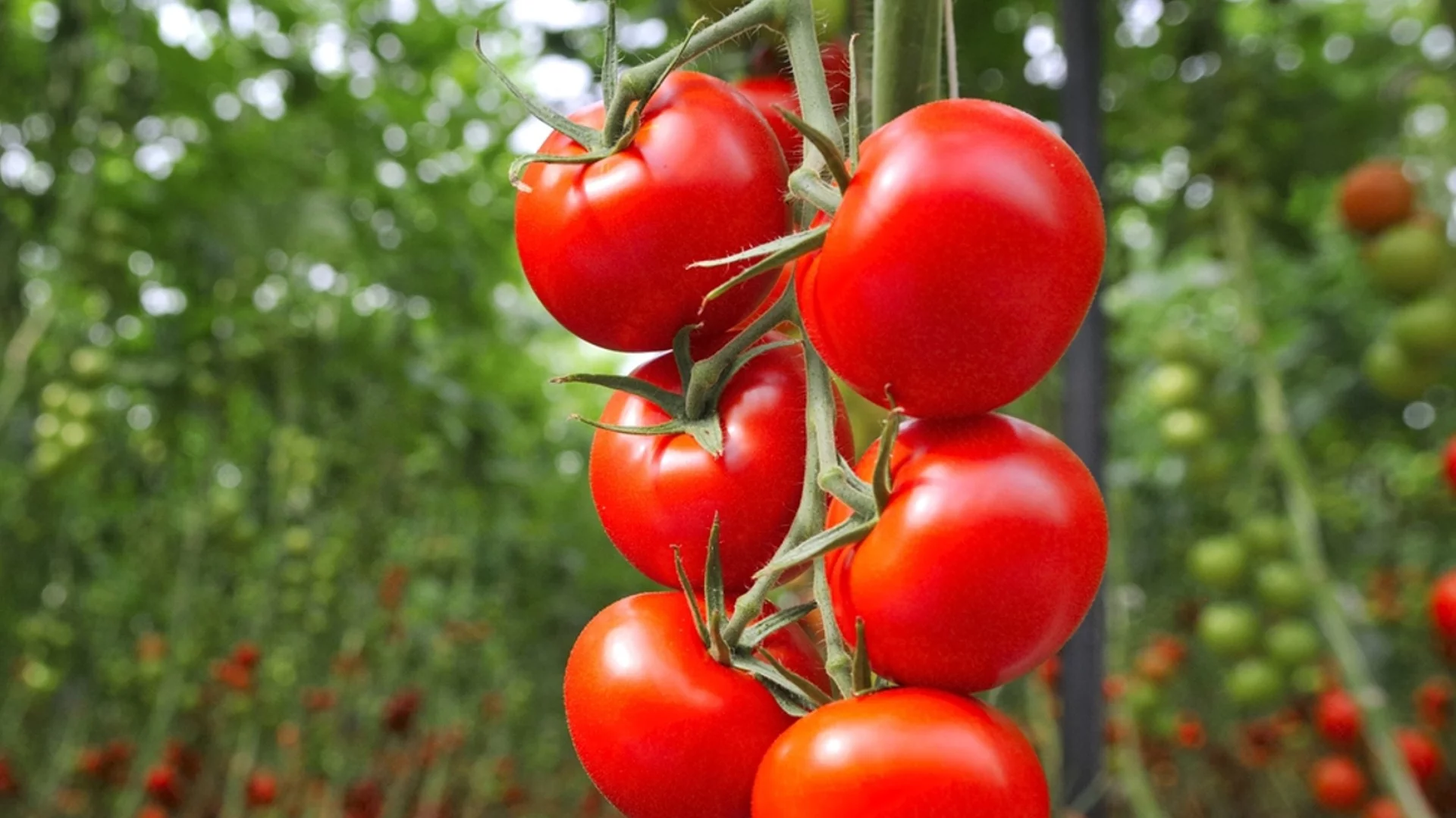 Трикове от градинарите за успешна реколта от домати