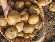Кога да направим листно подхранване на картофите