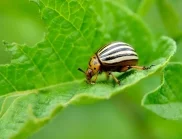Колорадски бръмбар - 6 народни рецепти, които ще ви помогнат да се отървете от него