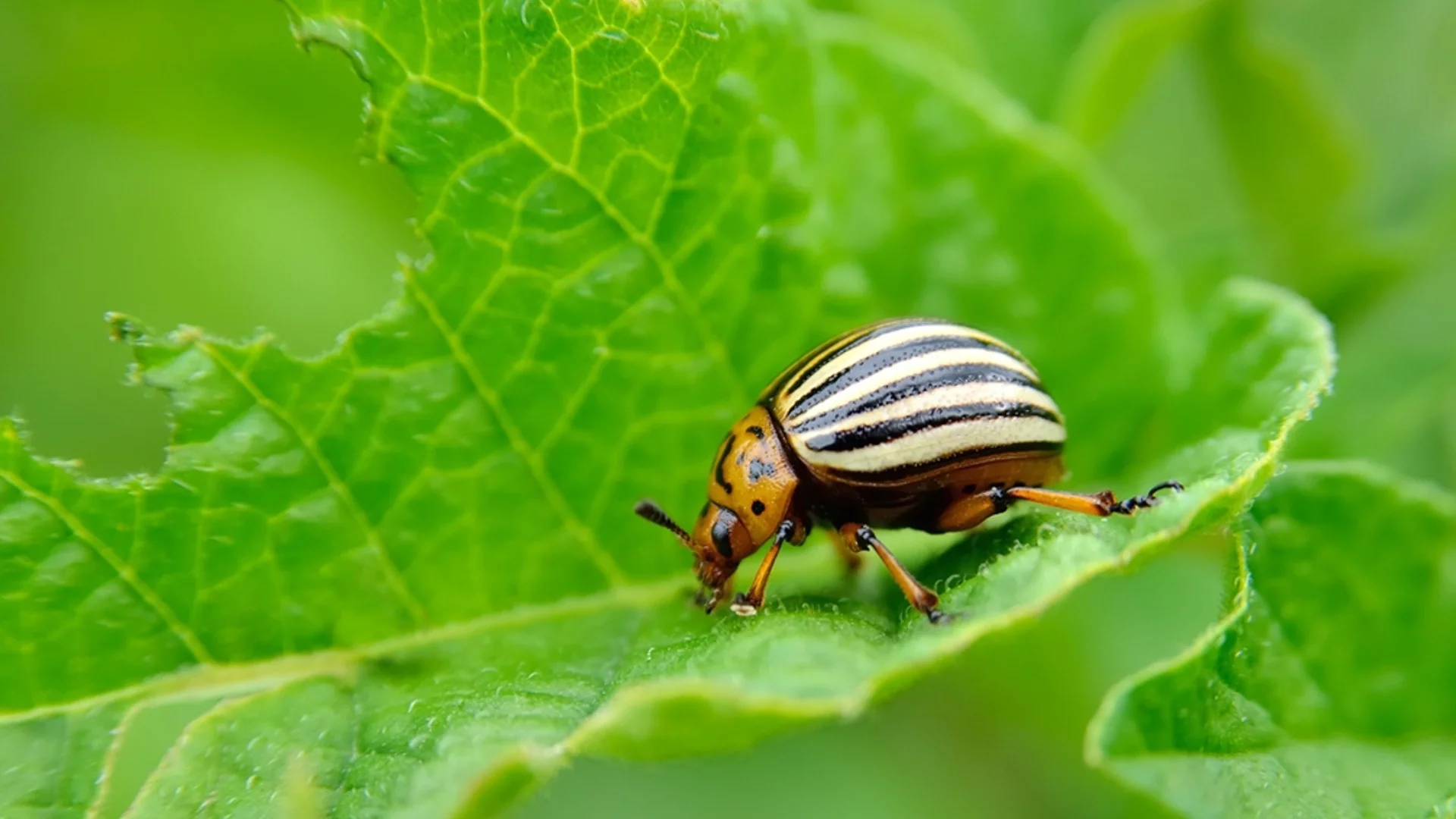 Колорадски бръмбар - 6 народни рецепти, които ще ви помогнат да се отървете от него