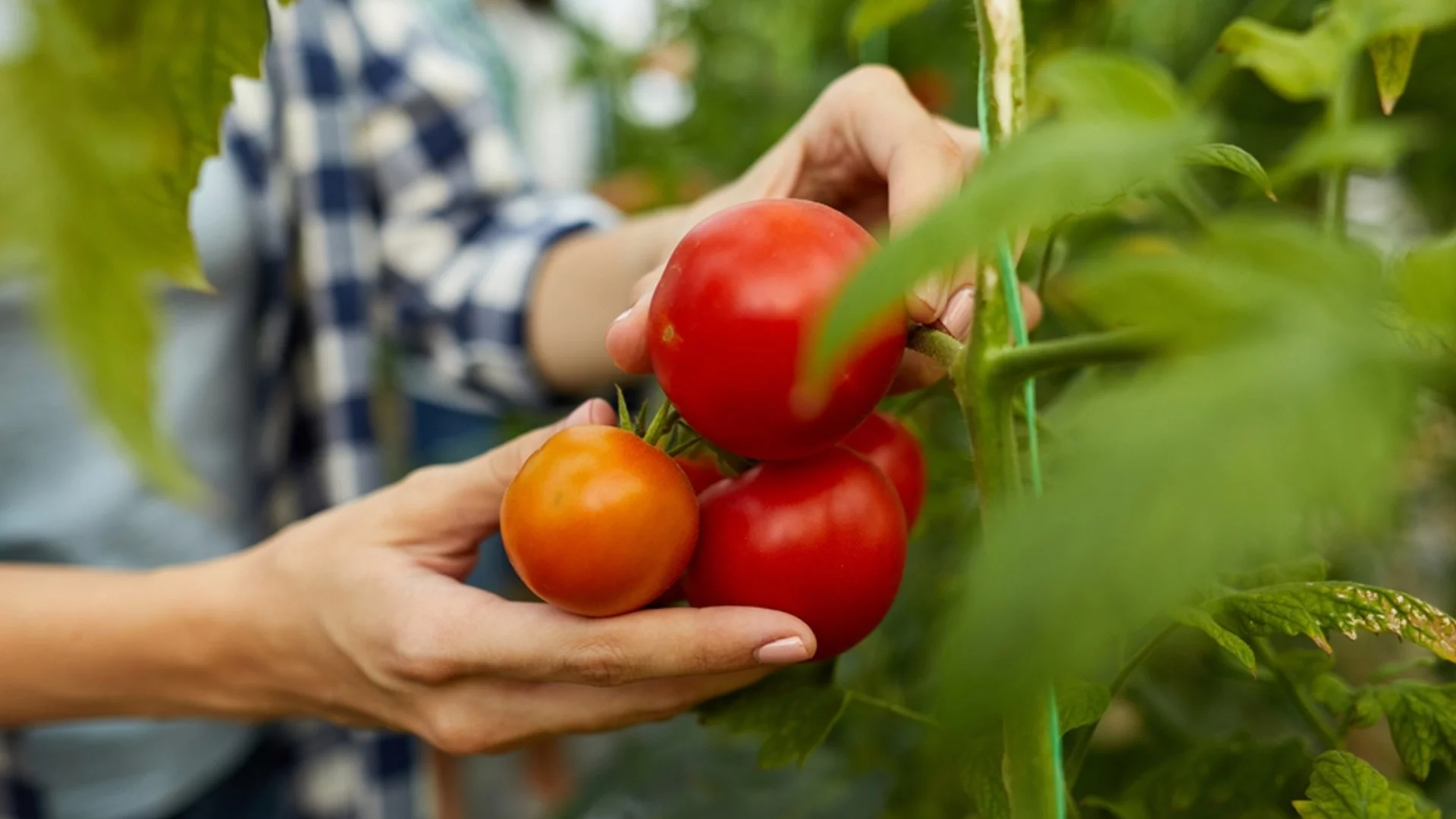 Научете тези народни рецепти за естествено подхранване на домати