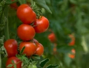 Кога трябва да се поливат доматите с мая за обилна реколта?