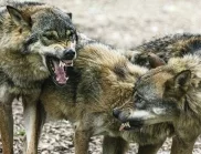 Готов на всичко: Как див вълк се превръща в питомно кученце, за да получи храна (ВИДЕО)