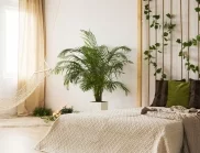 4 причини да не държите тези растения в спалнята