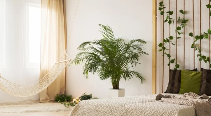 4 причини да не държите тези растения в спалнята