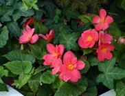 Съседите ще ви завиждат: 10 цветя, които трябва да засадите през юни