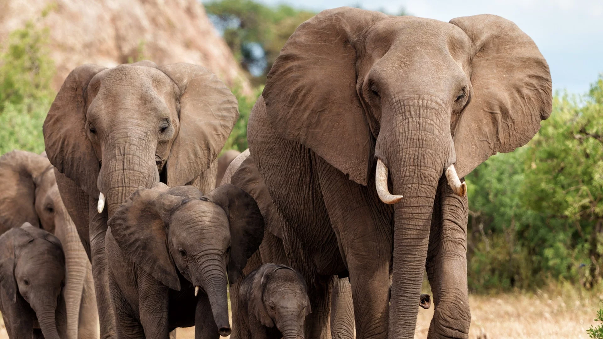 Ново проучване: Слоновете в Африка се обръщат един към друг с имена, като хората