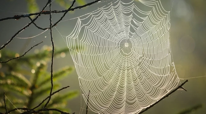 Какво наистина значат паяжините по ъглите на дома ни?