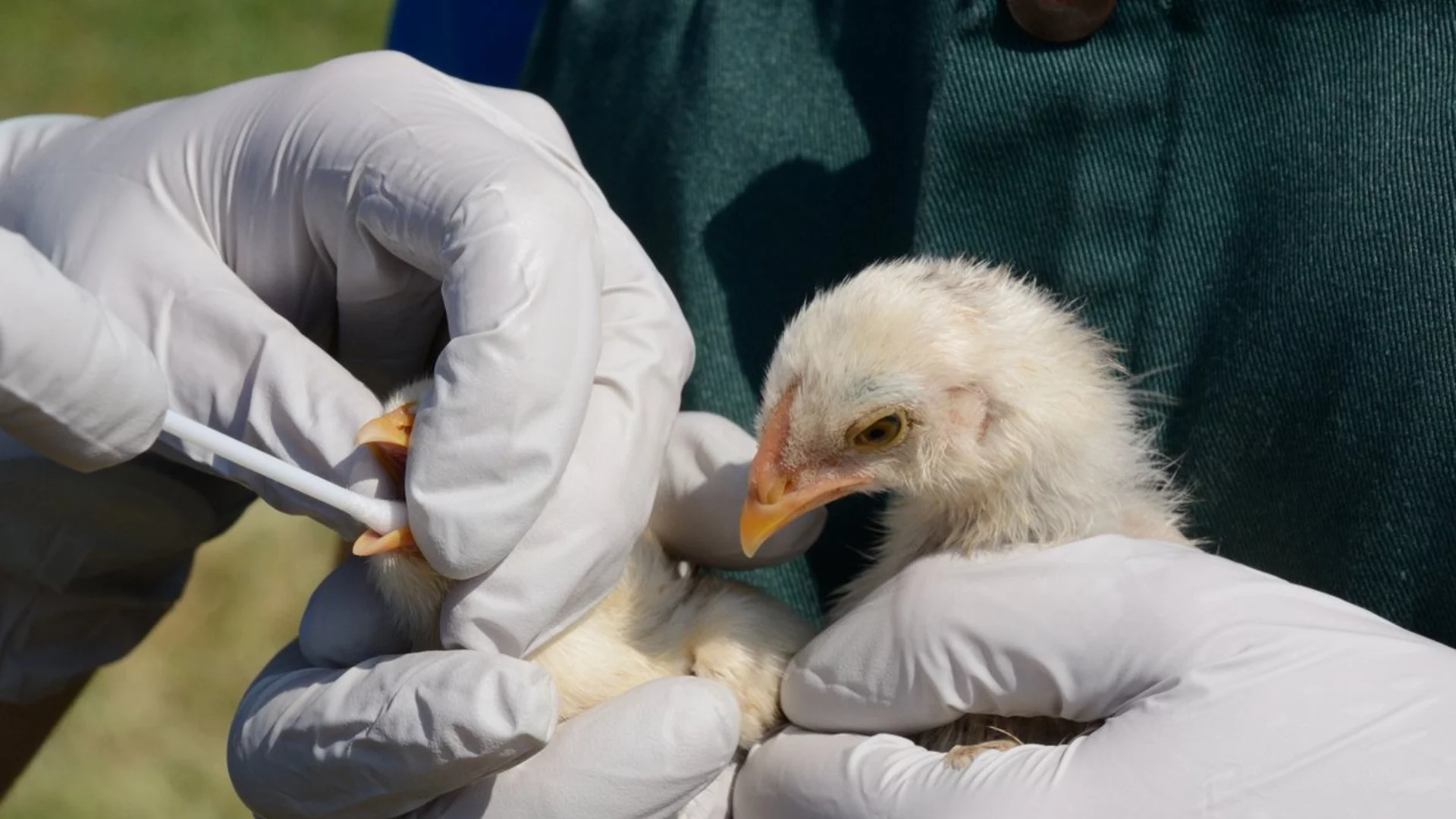 "Задава ли се нова пандемия": Австралия затваря ферми заради птичия грип