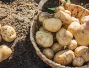 Ако мразите да копаете картофи, садете ги по този начин