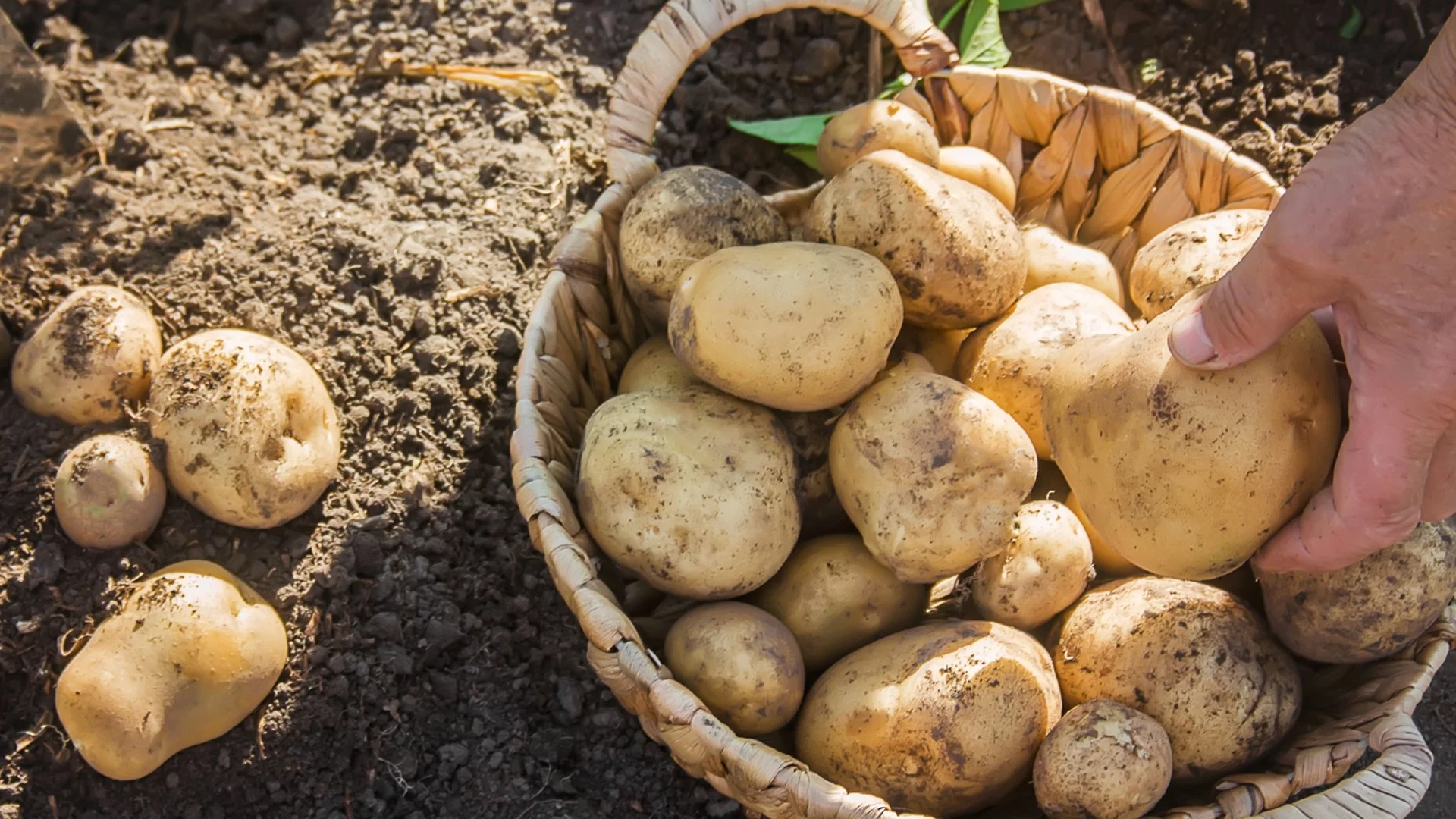 Ако мразите да копаете картофи, садете ги по този начин