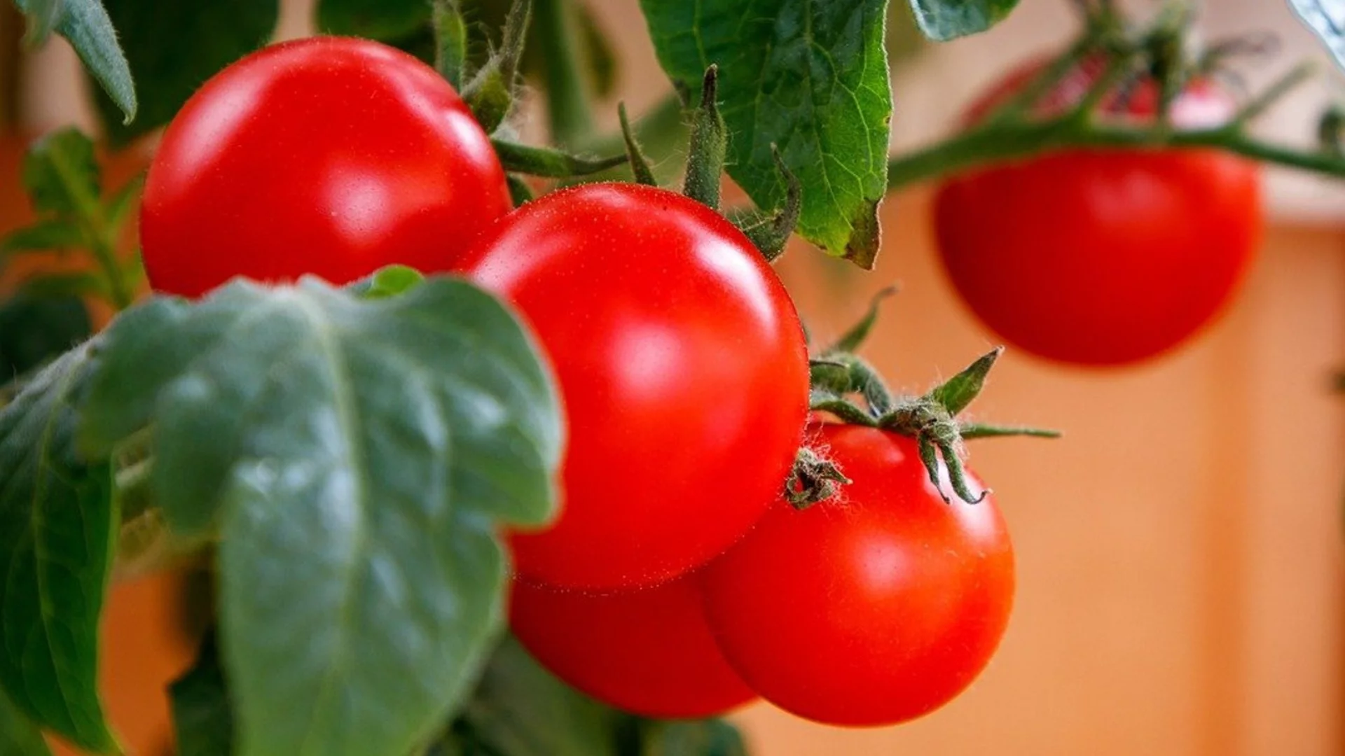 Поливане на доматите за УСПЕШНА реколта тази година