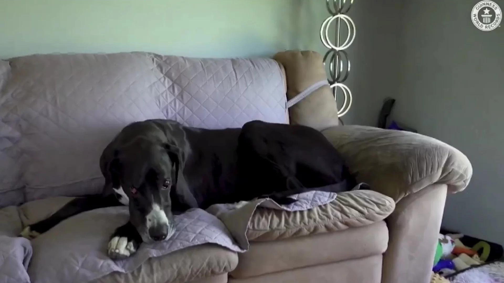 Запознайте се с Кевин - най-високото куче в света (ВИДЕО)
