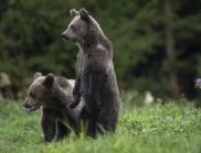 Най-тъжната мечка в света: Китайски зоопарк няма пари да я изхранва (ВИДЕО)