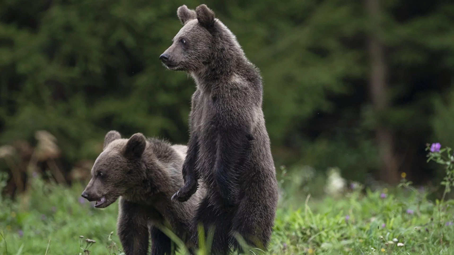 Най-тъжната мечка в света: Китайски зоопарк няма пари да я изхранва (ВИДЕО)