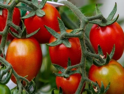 Кога се сеят домати втора реколта?