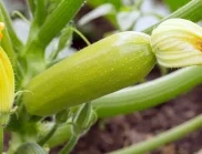 Как да ускорите растежа на тиквичките и да приберете първата реколта 2 седмици по-рано