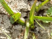 Как да премахнем мравуняк в градината