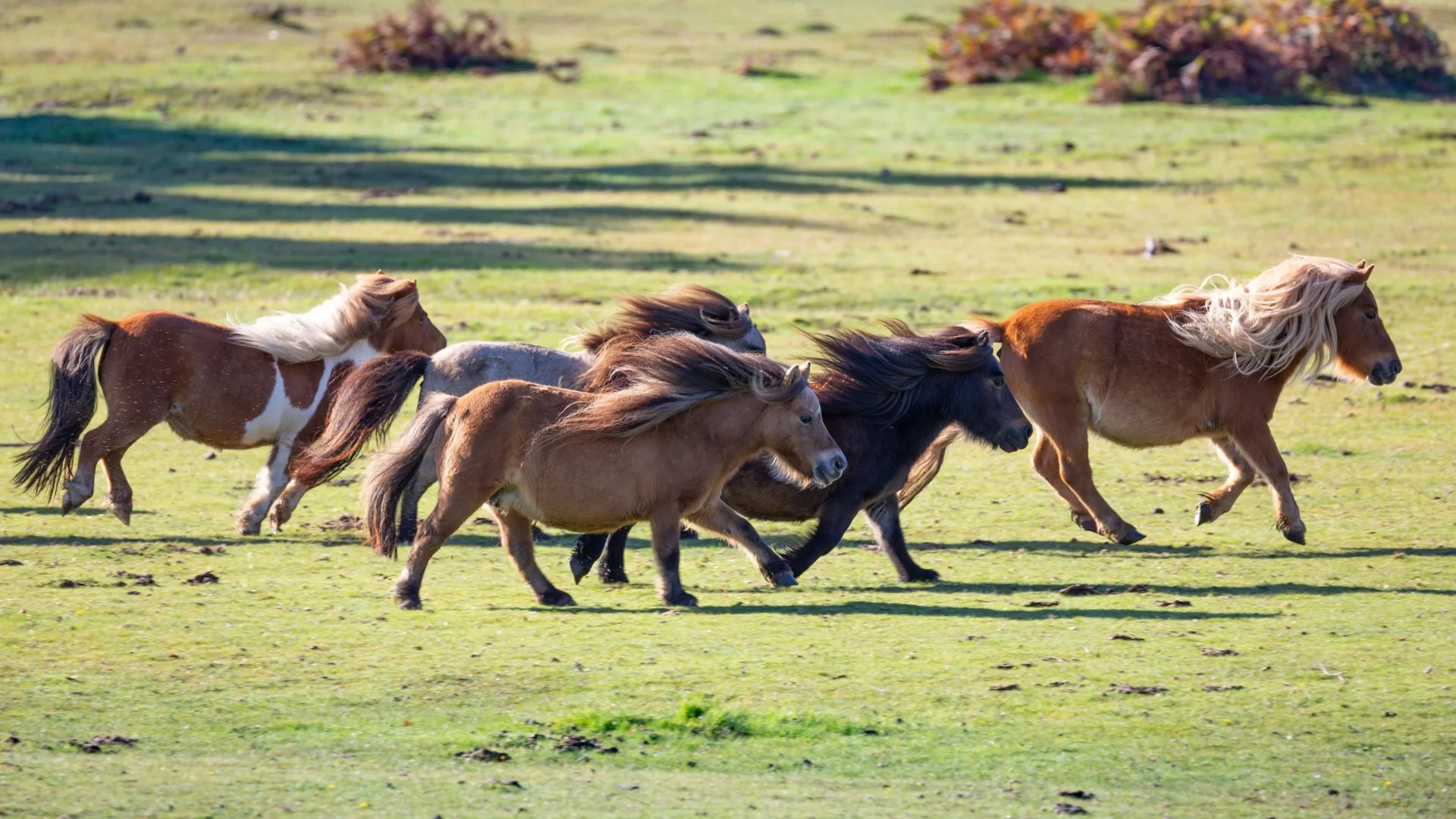 Невиждана жестокост: Убиха десетки коне с арбалет