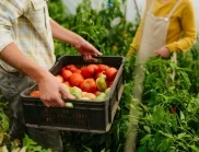 Пръскане на доматите с чесън - кога и как се прави