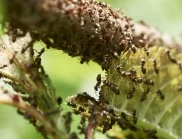 Мравките ще изчезнат само за 2 дни - ето как да се отървете от тях с помощта на мая