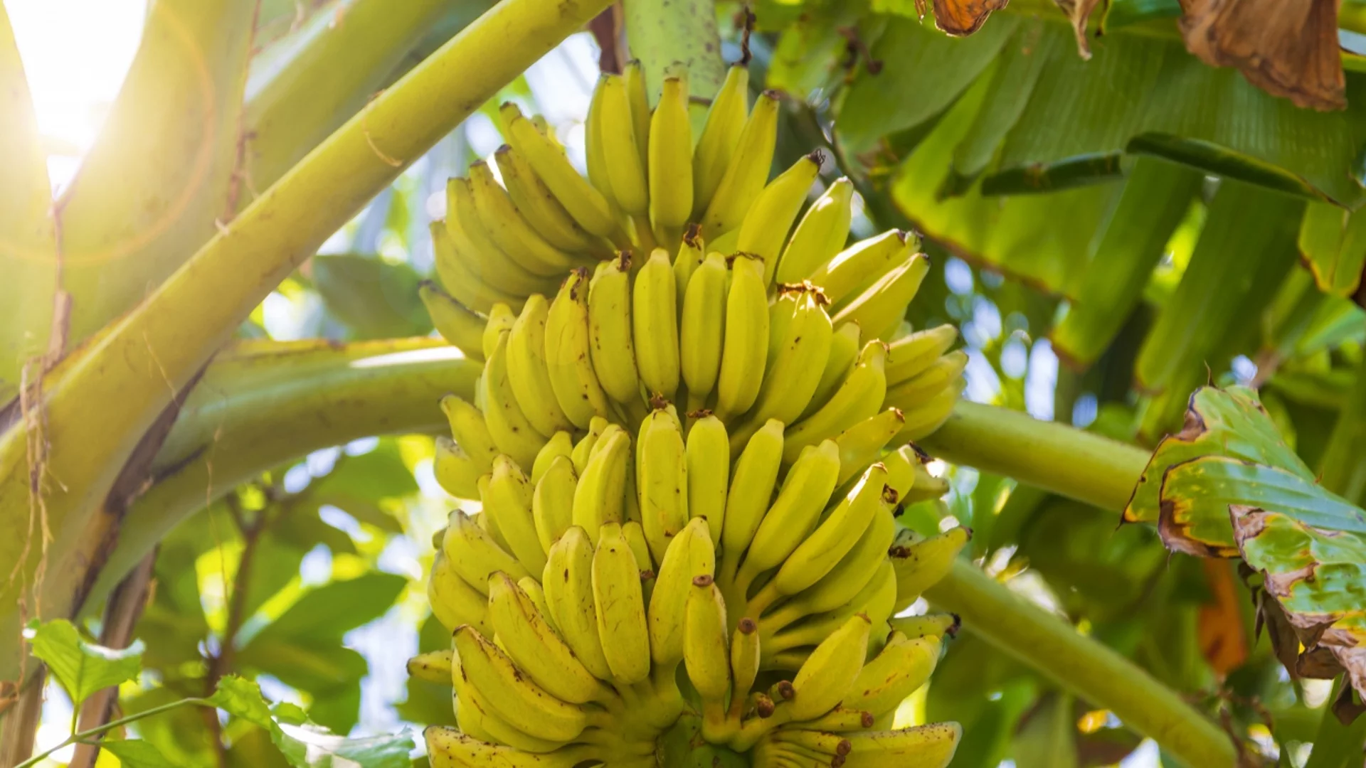 Как се отглежда банан в двора
