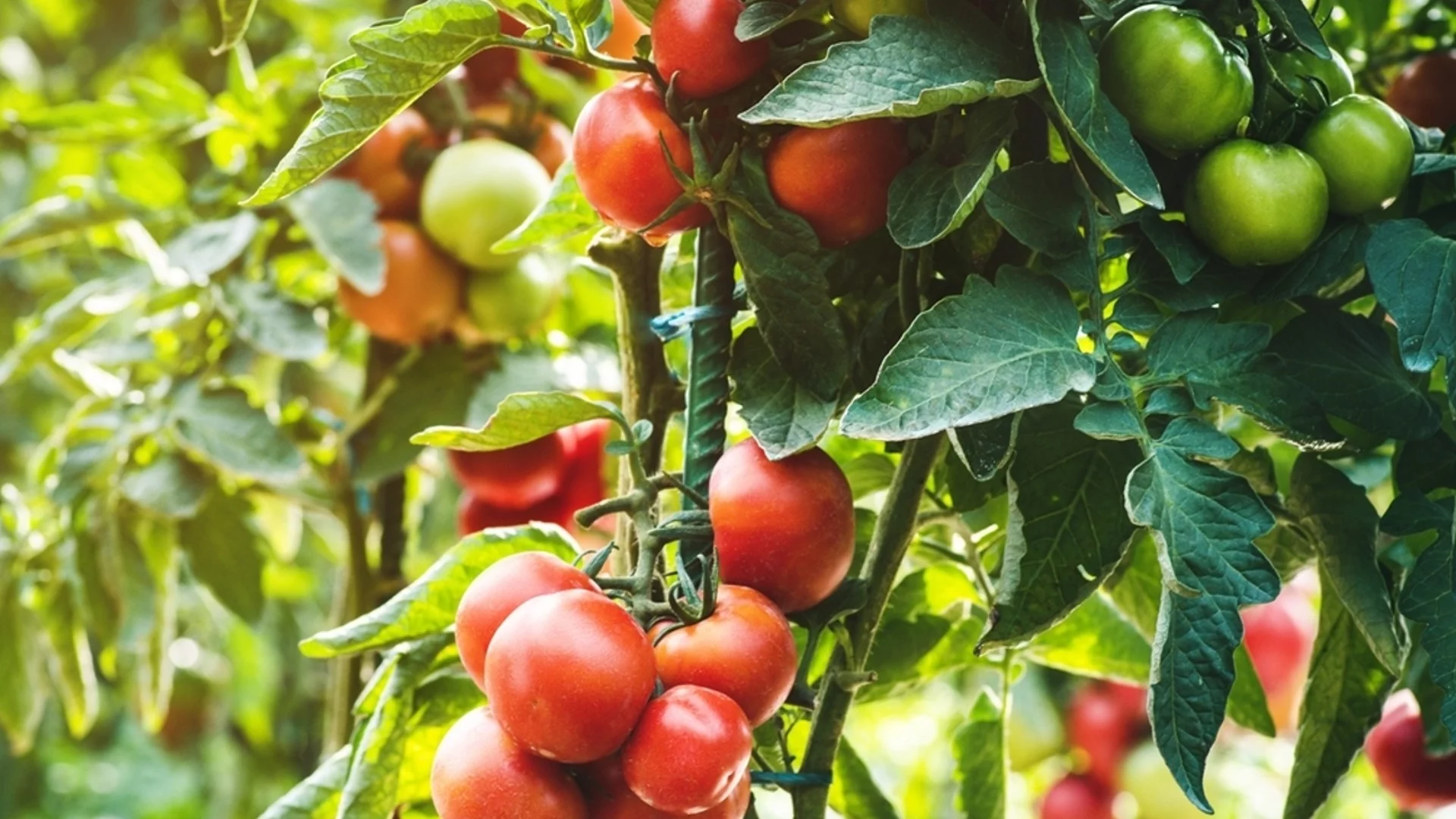 Без химия: Как да се избавите от маната по доматите 