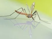 Опасен ли е тигровият комар и какви рискове носи?